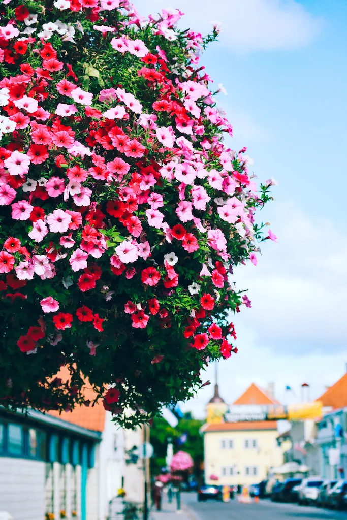 Hanging flower basket on a street in Kuressaare, Saaremaa, with colourful houses in the background